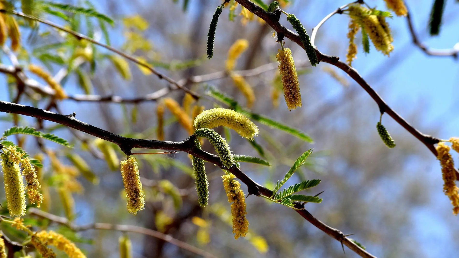 Flor de mezquite 